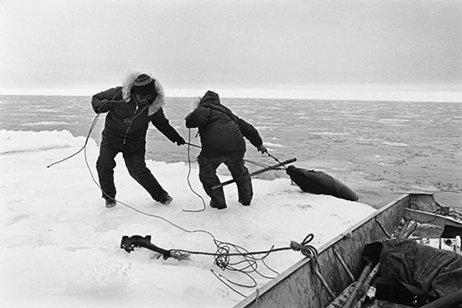 Simeon and Paul John pull a bearded seal onto an ice pan, Nelson Island.