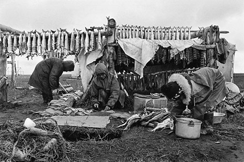 Cutting and drying salmon, Black River fishcamp